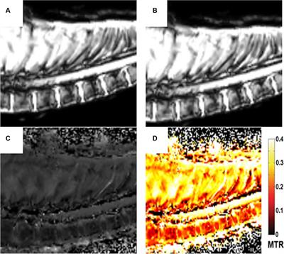 The magnetization transfer ratio of the post-mortem canine intervertebral disk is positively correlated to Pfirrmann grading on high field 3.0T MRI: a pilot study